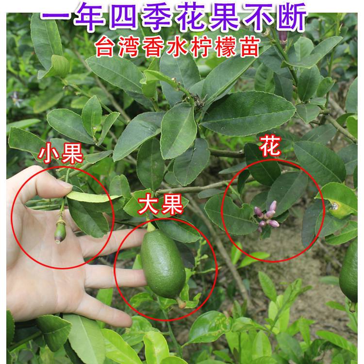 台湾四季香水柠檬苗批发柠檬苗产地