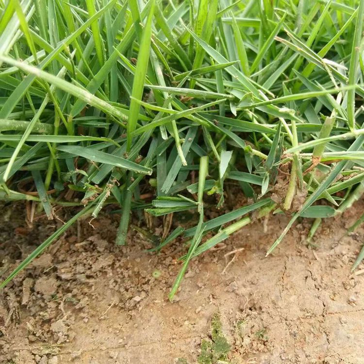 大量供應各種綠化草皮,有 馬尼拉草皮,臺灣草皮,百慕大混播草,夏威夷