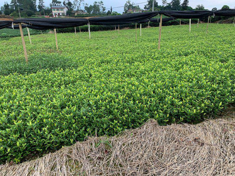 娄底市川茶茶苗厂家直销-白毫早茶苗、川茶茶苗