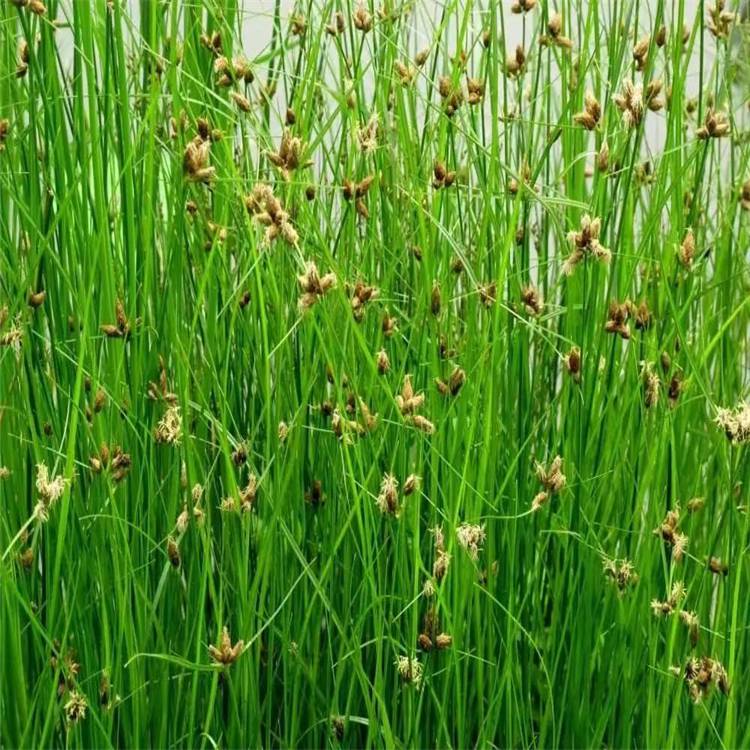 水生植物藨草光棍子光棍草野荸薺淨化水質保護溼地莎草三稜水蔥