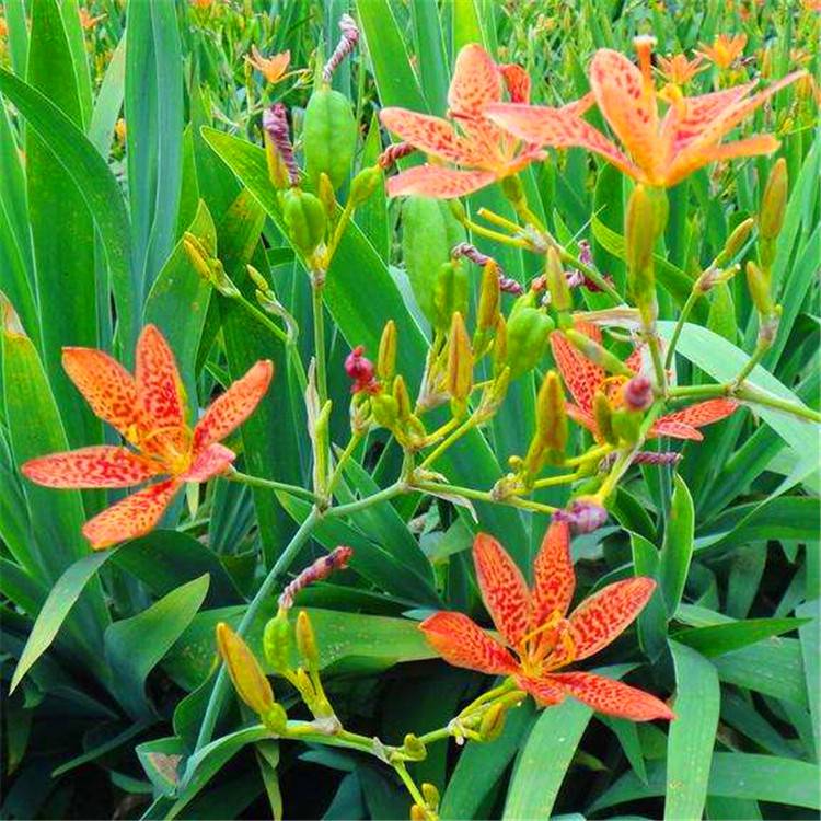 射干花苗工程园林绿化苗圃庭院盆栽 射干苗圃直供花盆种植绿化