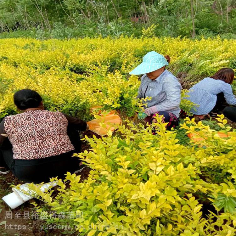 安康苗木园林紫薇绿化苗圃树苗少量配货冬青球