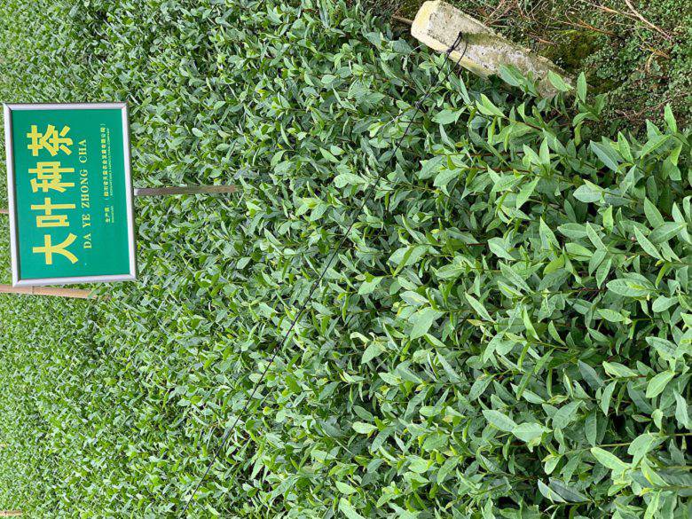 咸宁市龙井43茶苗厂家直销-茶苗价格、龙井43茶苗