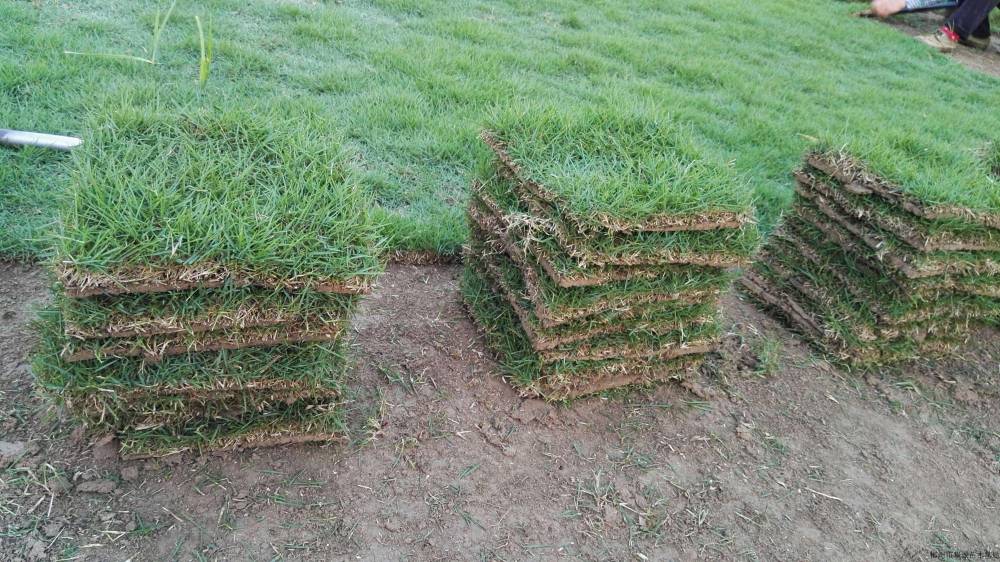 草坪種植一平方公園草坪一般用馬尼拉草坪或者狗牙根草坪 草坪價格