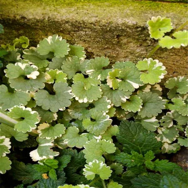 基地直供花叶活血丹花叶活血丹价格绿化苗木