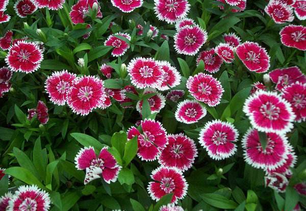 成都大量常夏石竹春季時令草花一年生多年生草花均有售石竹批