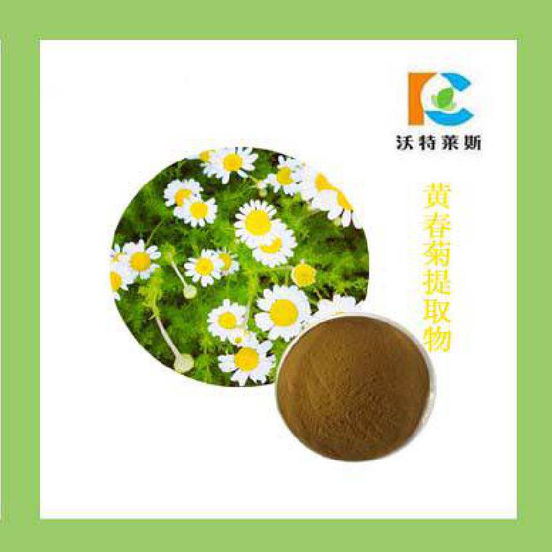 黄春菊提取物 10:1 20:1 黄春菊粉 浸膏