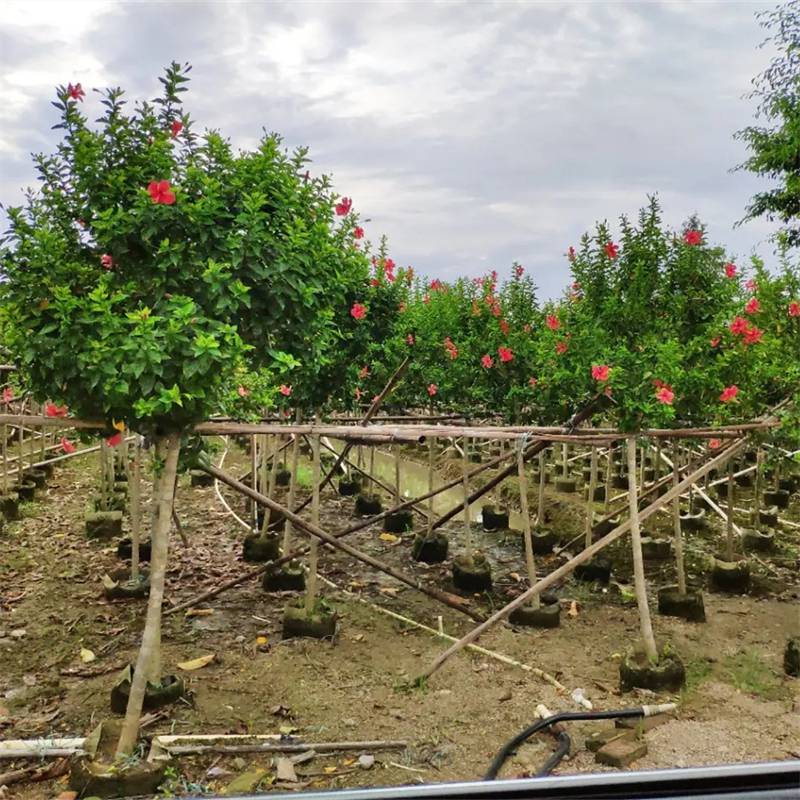 朱槿小区庭院公园庭荫绿化行道风景树路边园林观赏种植