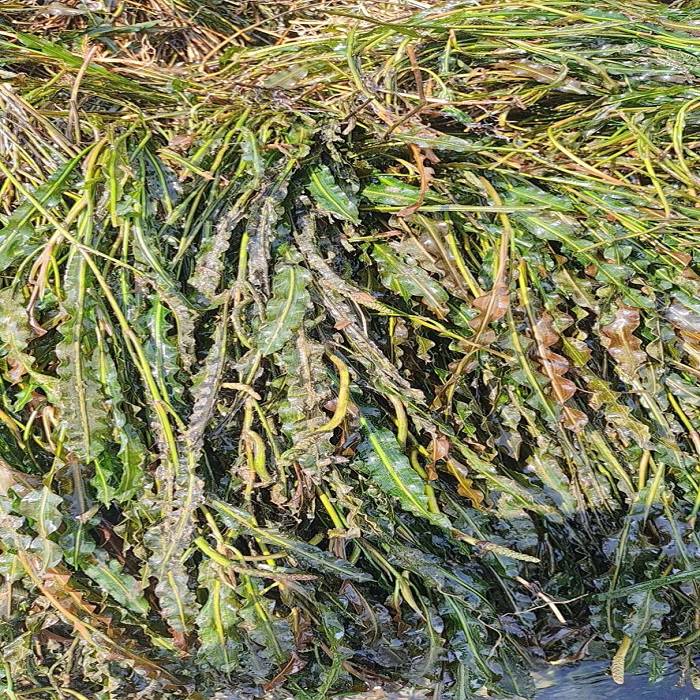 新疆湿地绿化竹叶眼子菜种植 多年生光叶眼子菜种苗批发