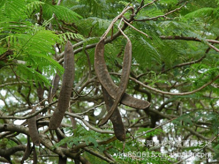 供应花木新种子 凤凰木种子红花楹树凤凰树 绿化苗木种子60元一斤