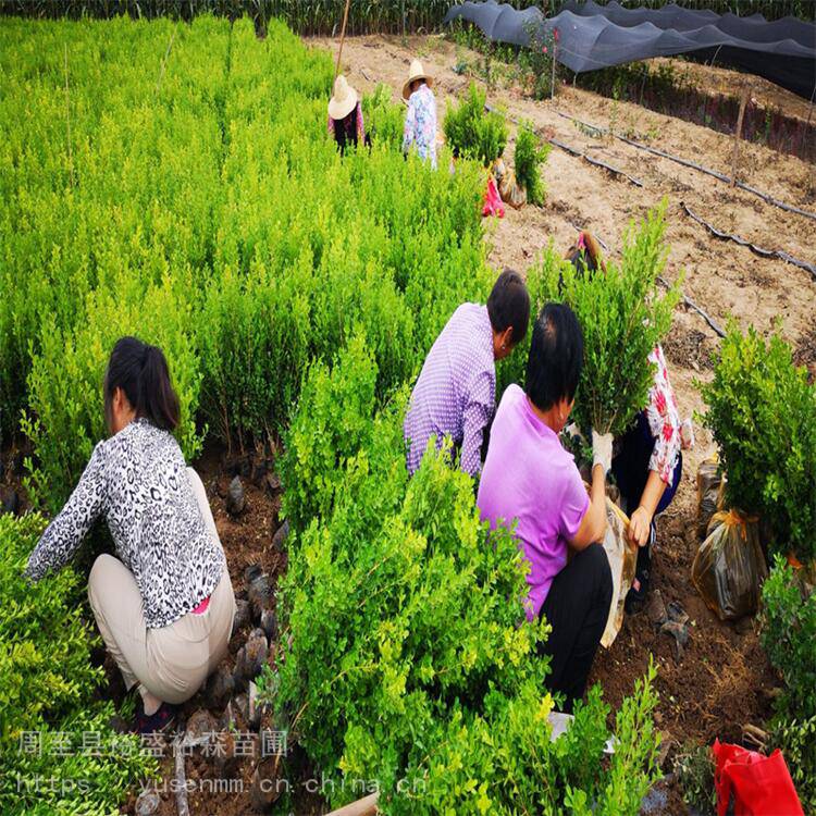 渭南苗木基地洒金柏西安绿植树苗基地冬青