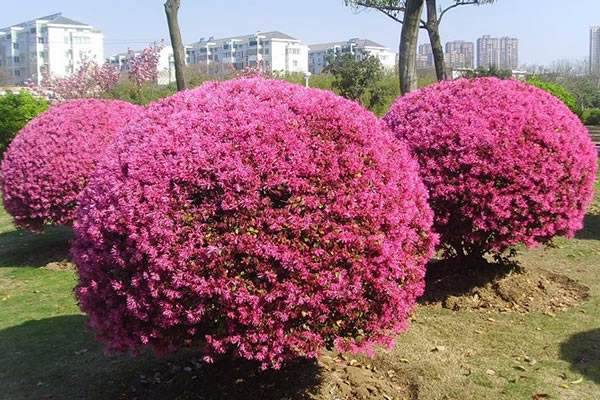 全国大量批发优质红花继木球及其他草坪苗木等品种齐全