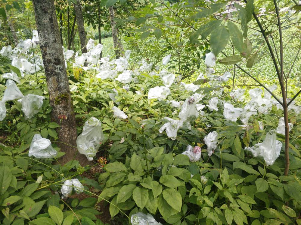 江西上饶玉山竹节参种植基地重楼白芨种苗基地药材种植项目