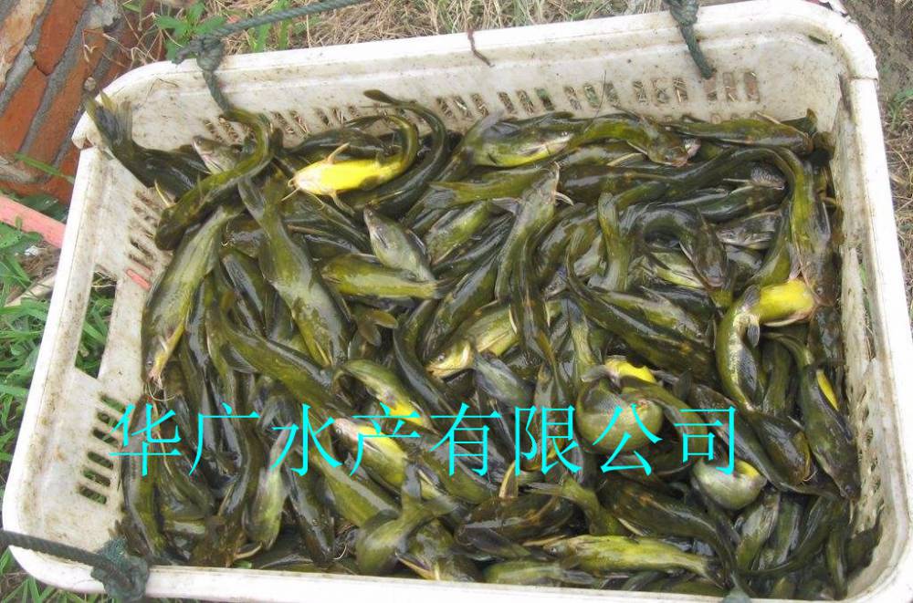 【好品質】黃骨魚苗 黃顙魚苗 黃辣丁魚苗雜交黃顙魚活體養殖鮮活