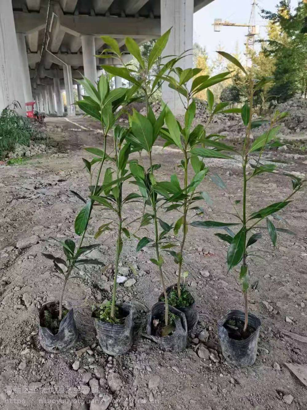 桢楠树基地，小叶桢楠出售，小叶桢楠小苗出售