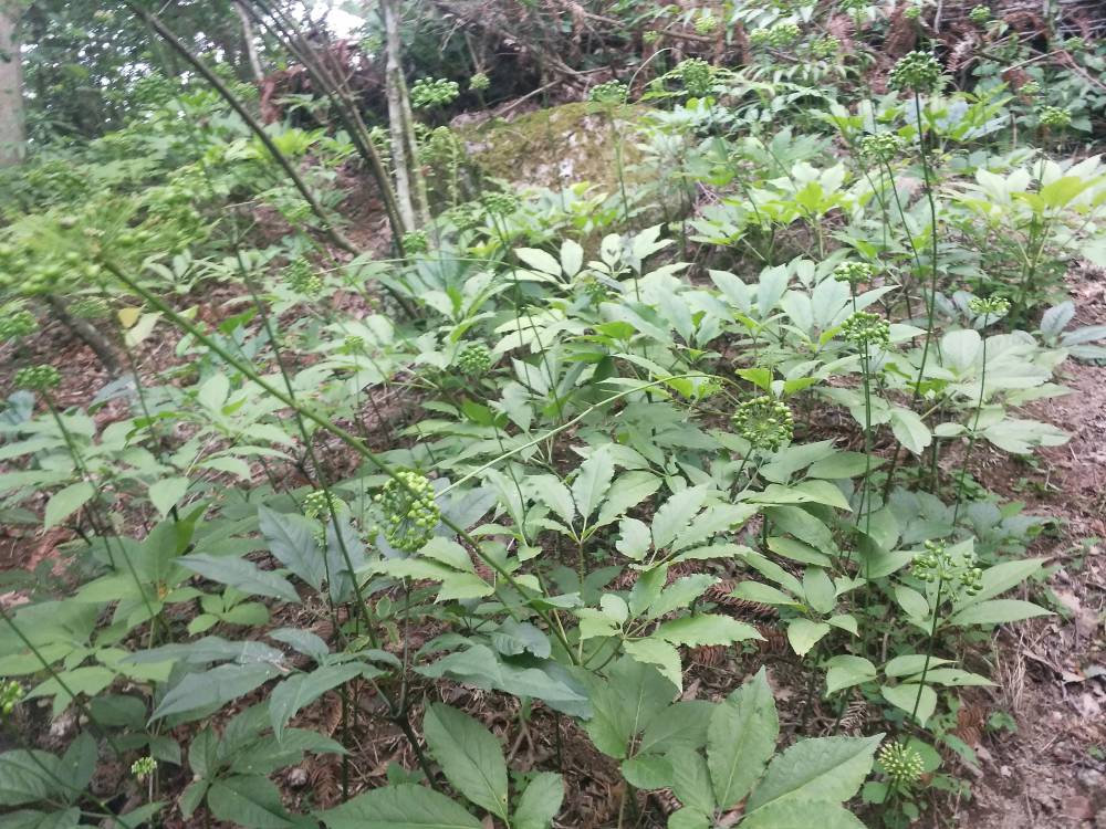 野三七价格回收天麻种植种子批发药材