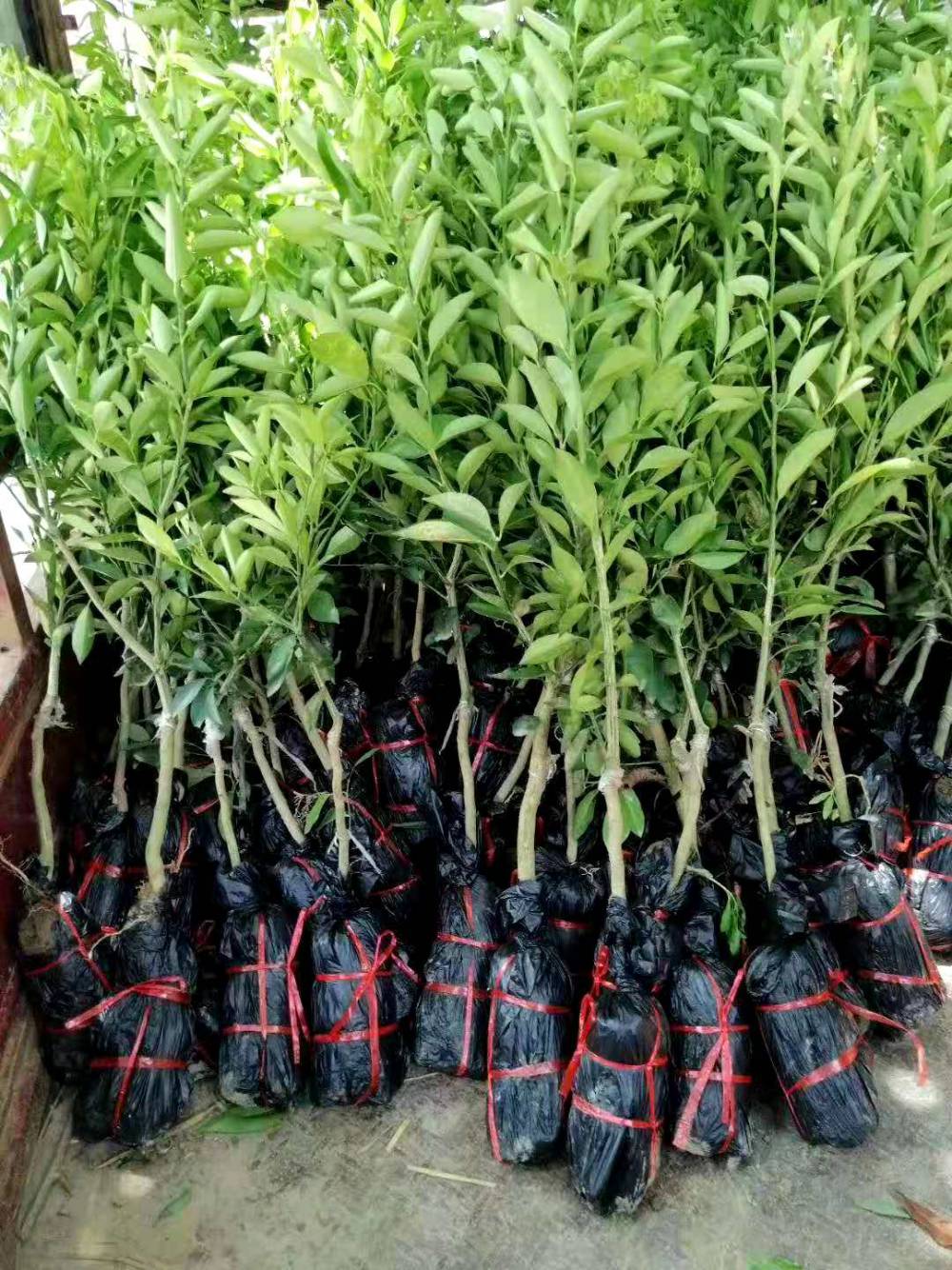 海南青金桔金桔柠檬苗批发柠檬果苗