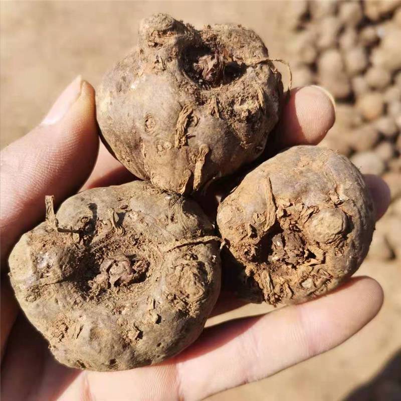 珠牙魔芋种子长期供应种植要求长期稳定供应包回收