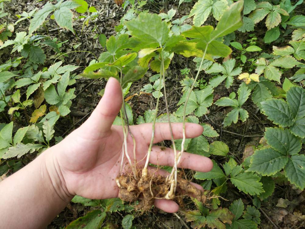 湖南懷化麻陽竹節參藥材基地重樓白芨種苗基地農業致富項目