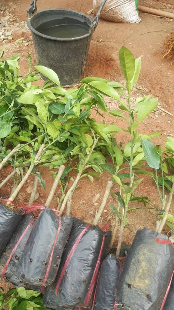 原装进口苗泰国红宝石青柚,一年四季结果,果肉嫩红色皮青长琦果苗批发