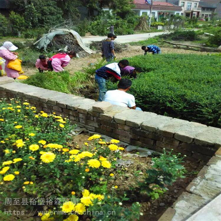 陕北苗木草坪红叶石楠球绿化苗木风景树彩叶玫瑰