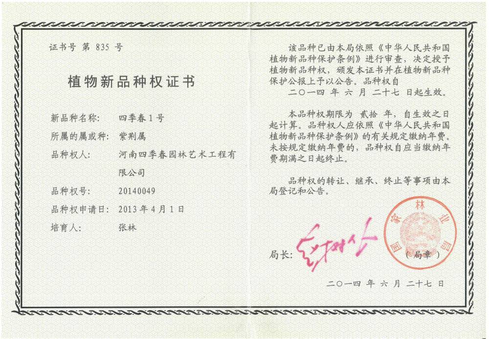 红花大乔木 ‘四季春1号’紫荆树图片