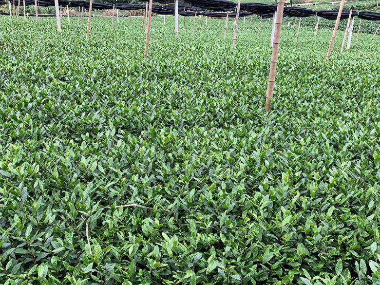 景德镇市一年生茶苗种植技巧-茶叶苗木、一年生茶苗