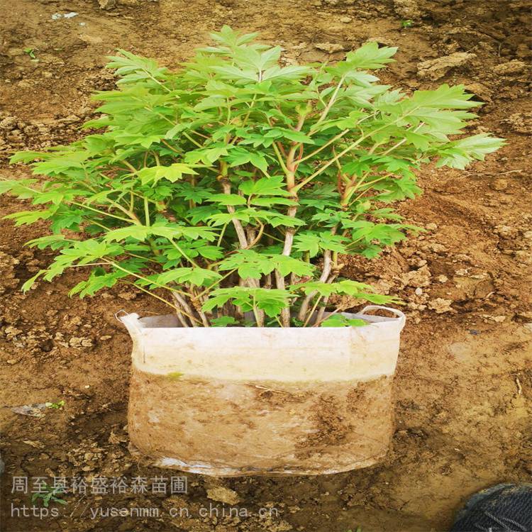 盆栽牡丹观赏苗3年生绿化成品苗大花重瓣牡丹红色黄粉颜色齐全