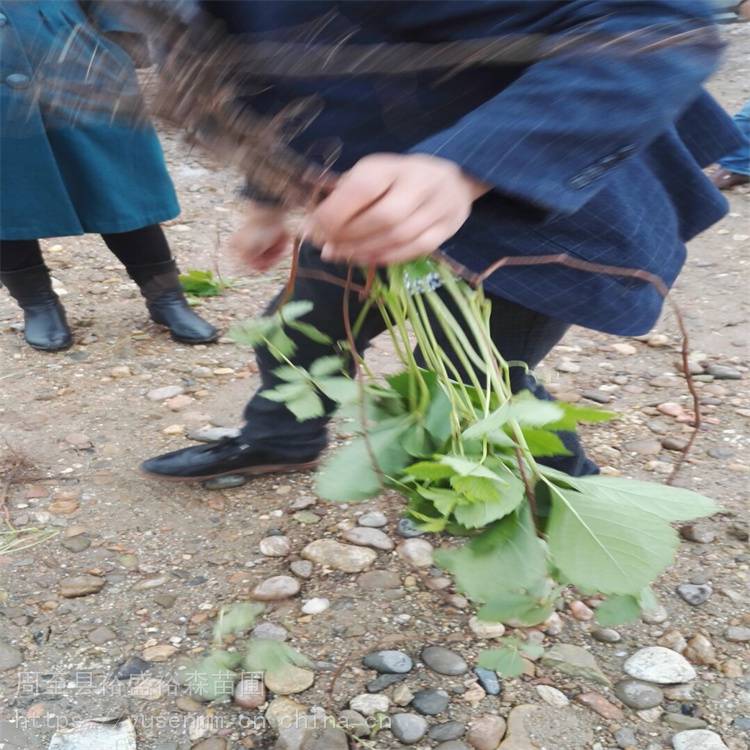 榆林爬墙虎蔷薇常春藤爬山虎绿化苗