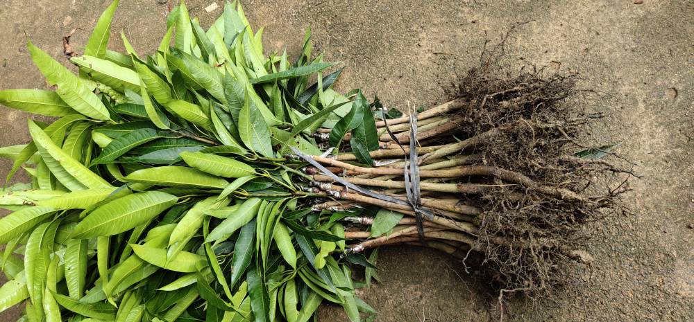 德宏芒果苗批发红贵妃芒果贵妃芒嫁接芒果树产地货源