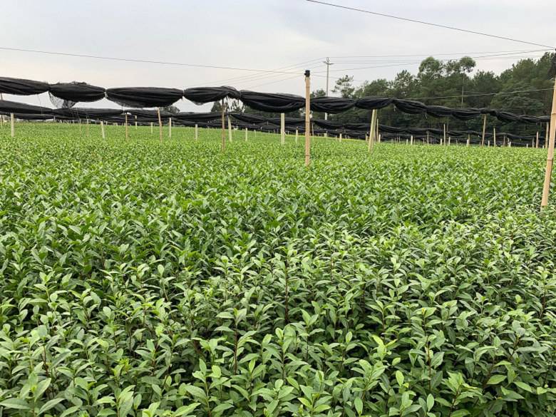 宜昌市茶叶苗基地价格便宜-川茶2号茶苗、茶叶苗基地