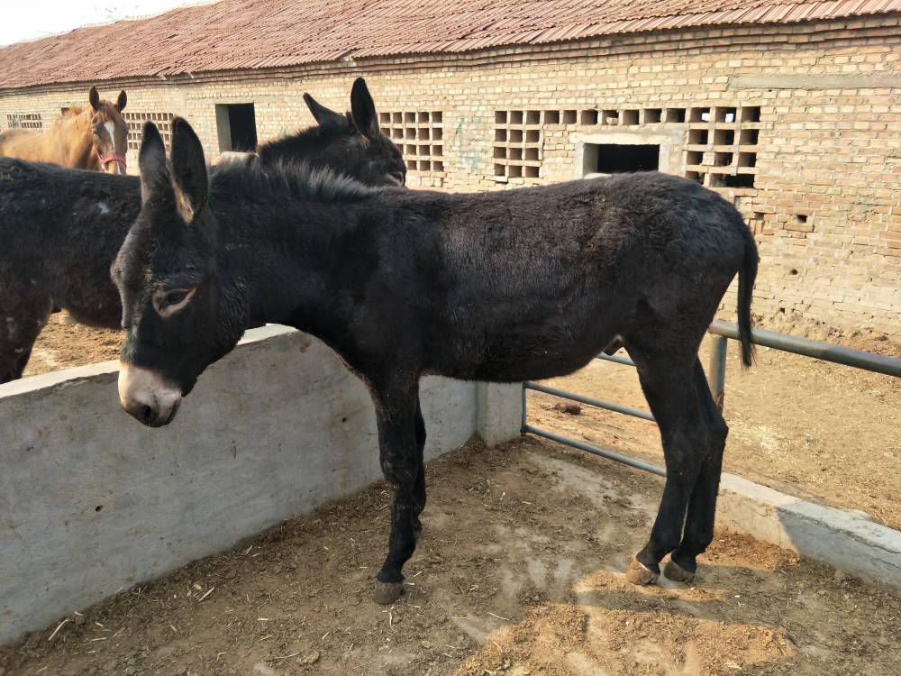 养驴小窍门泌阳驴