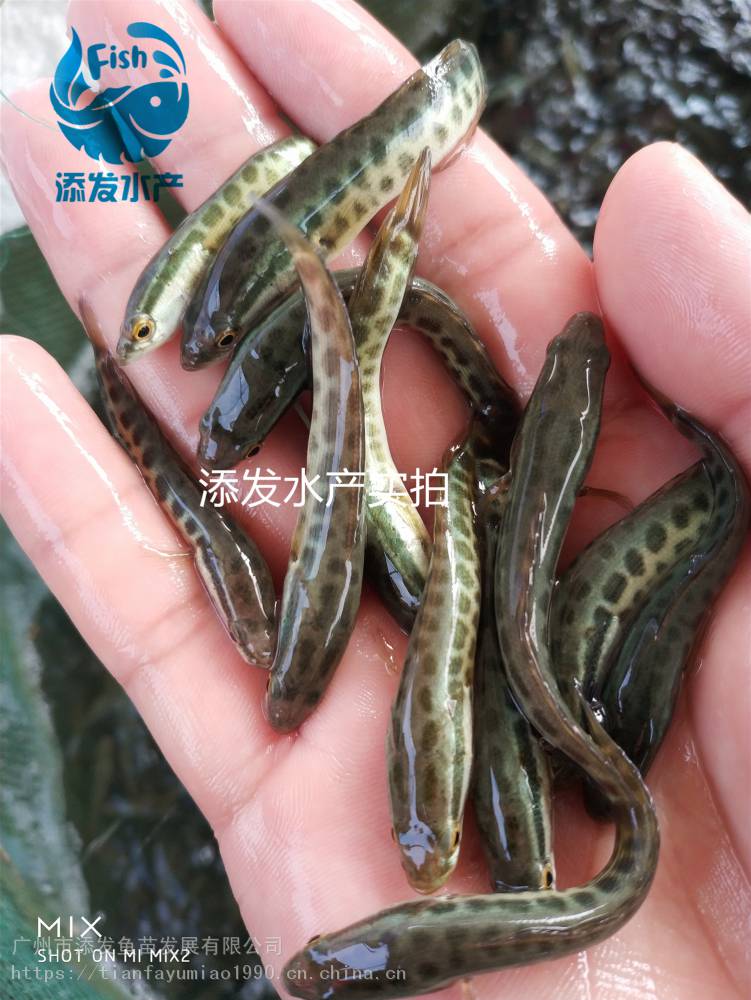 魚苗批發送貨上門 本魚苗場長期供應大口鯰,縮骨大頭魚,黃鱔,七星鱸魚