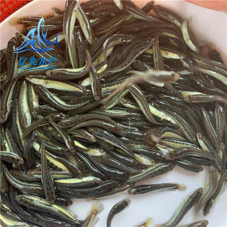 農(nóng)業(yè)養(yǎng)殖淡水生魚苗億兆體型靚烏鱧生長快生魚苗大量出售