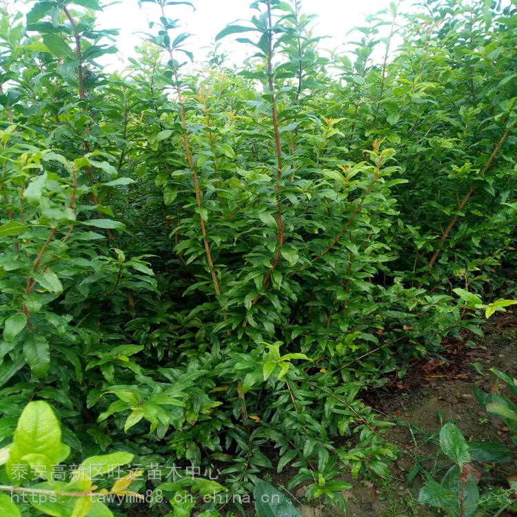 台州市石榴苗批发居巢石榴苗， 种植基地