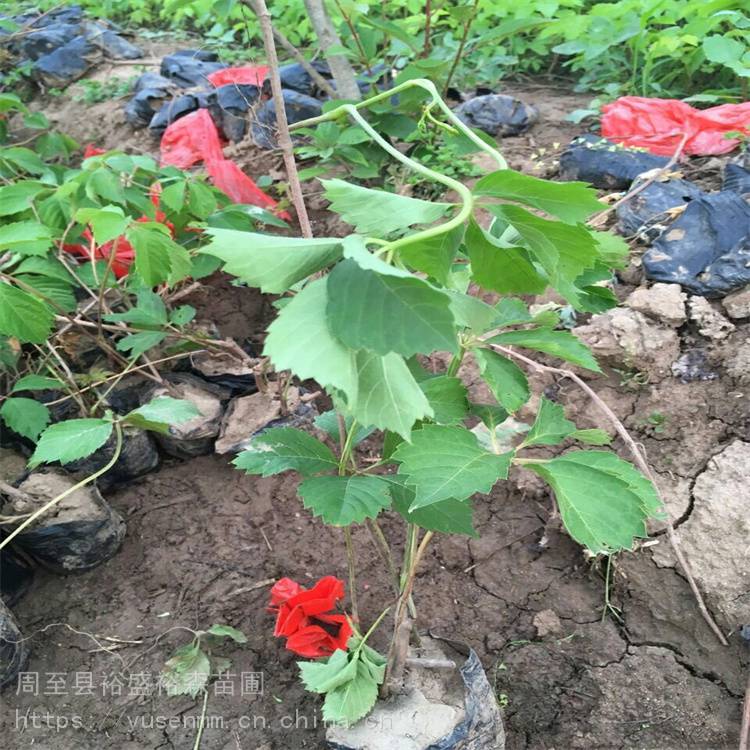 吴忠树形爬墙虎绿化苗圃爬山虎小苗