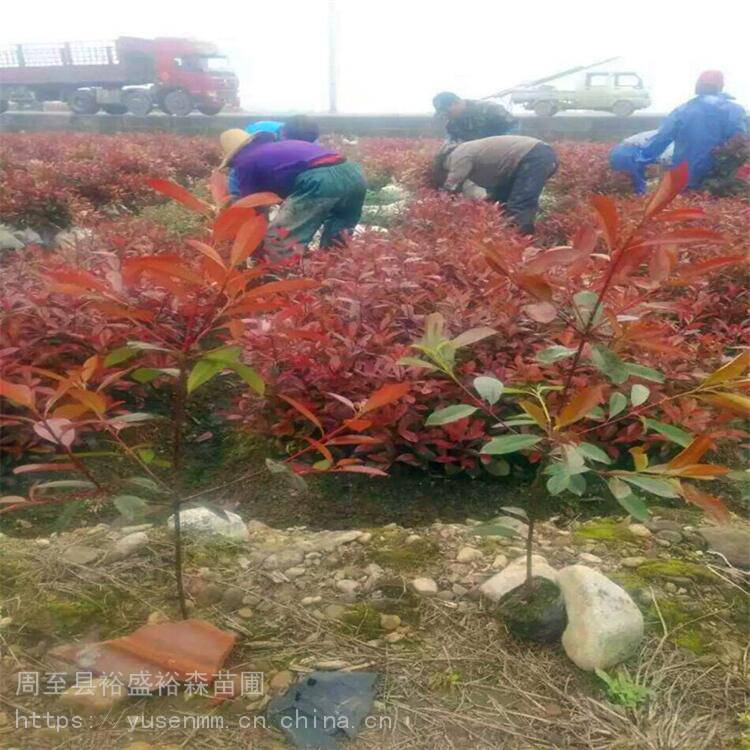 西安苗木种子小叶女贞球爬藤植物紫藤凌霄高杆黄杨