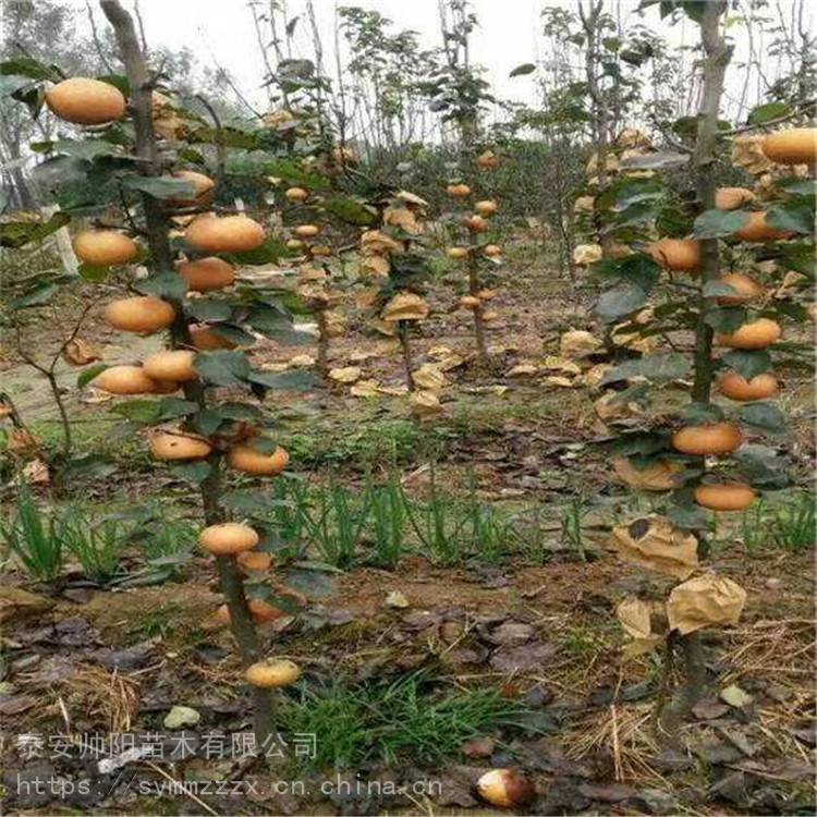 黄冠梨苗 帅阳苗木值得信赖 晚秋黄梨梨树苗批发市场