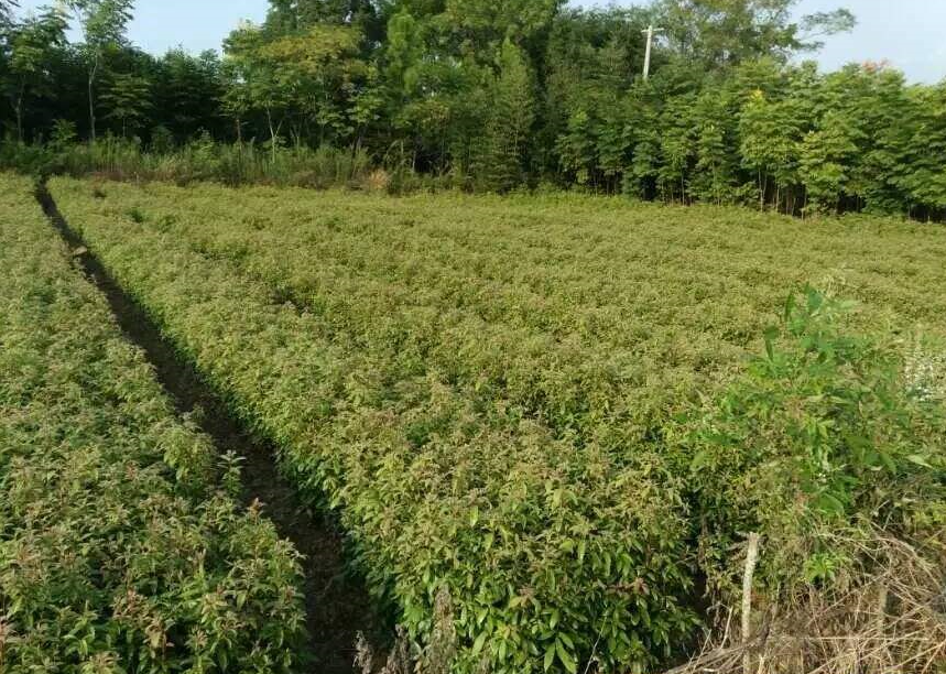 成都大量精品雪松基地批發常綠喬木種植基地雪松基地批發