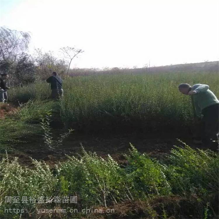 汉中小叶女贞常用绿化苗木红叶石楠苗北方周边适合种