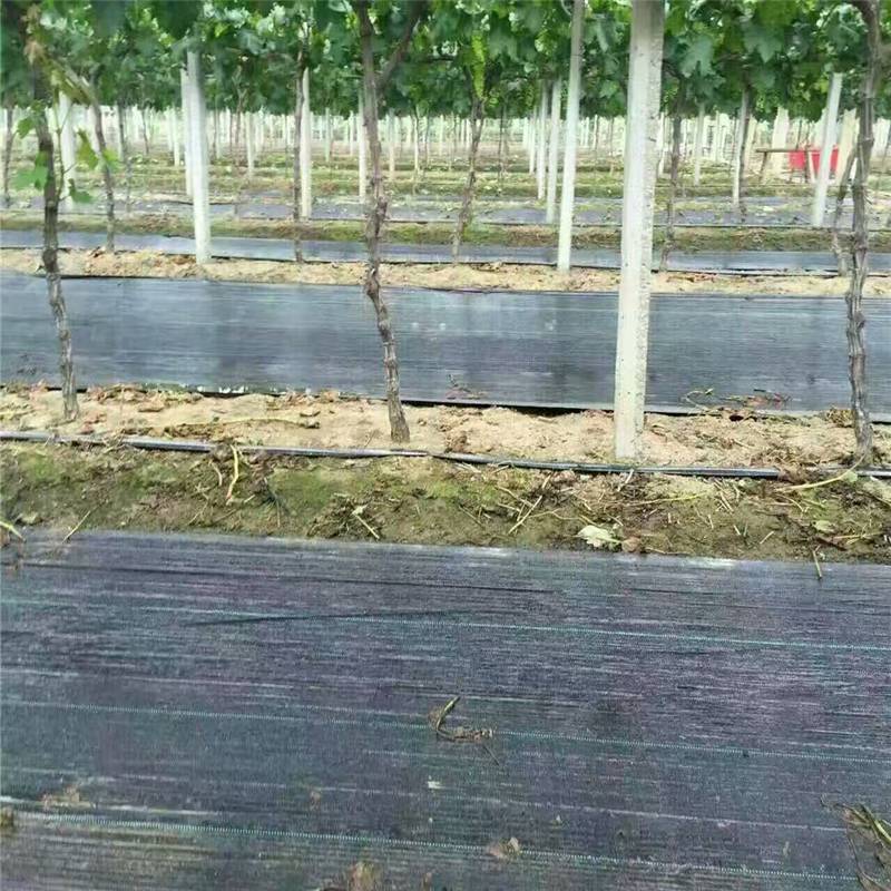 苹果园防草布可使用5年 润业土工