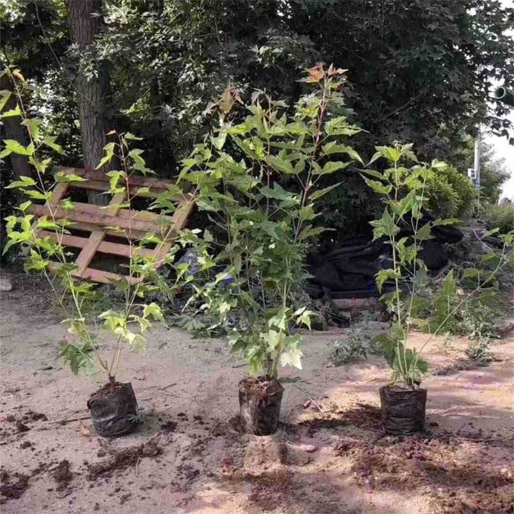 基地出售三角枫大小杯苗盆苗批发庭院景观绿植园林景点绿化树