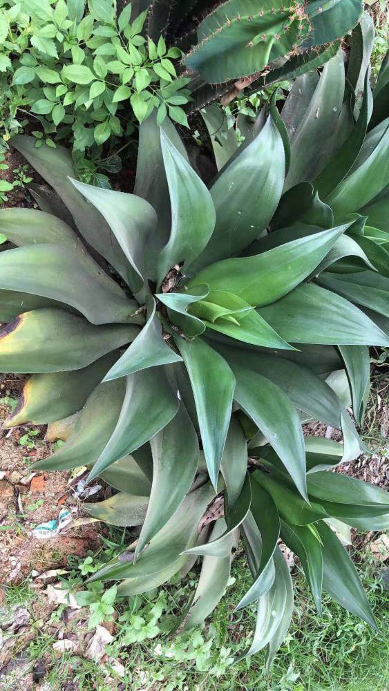 水晶宫 翡翠盘龙舌兰常绿大型草本植物 大型沙漠景观基地盆栽绿化