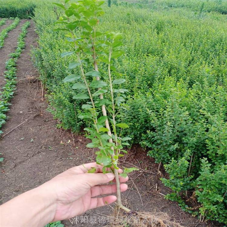 安徽小叶女贞种植基地 安徽小叶女贞现挖现卖 成活***