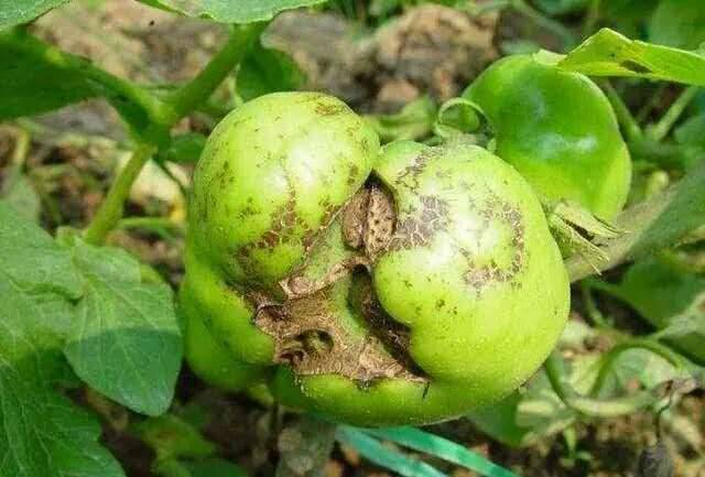 流体硼肥 -昆仑多微硼