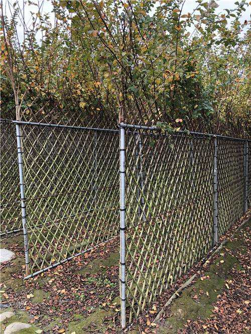紫薇围墙造型出售,高2米,宽2米的紫薇篱笆哪里有卖