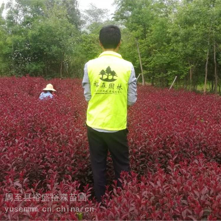 紫叶矮樱苗木四季红色耐寒篱笆树紫叶李公路绿化带营养杯苗