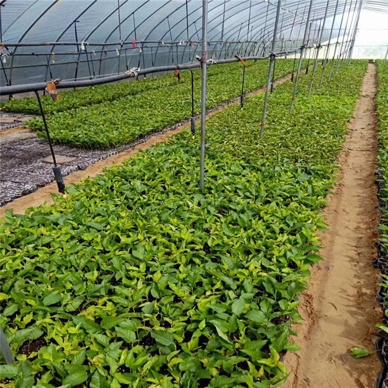组培吉塞拉6号小苗脱毒吉塞拉砧木苗价格吉塞拉5号