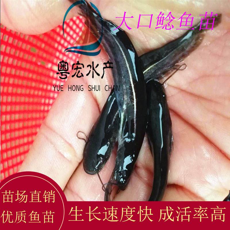 廣東惠州南方大口鯰魚苗 本地鯰魚苗 六鬚鯰魚苗水