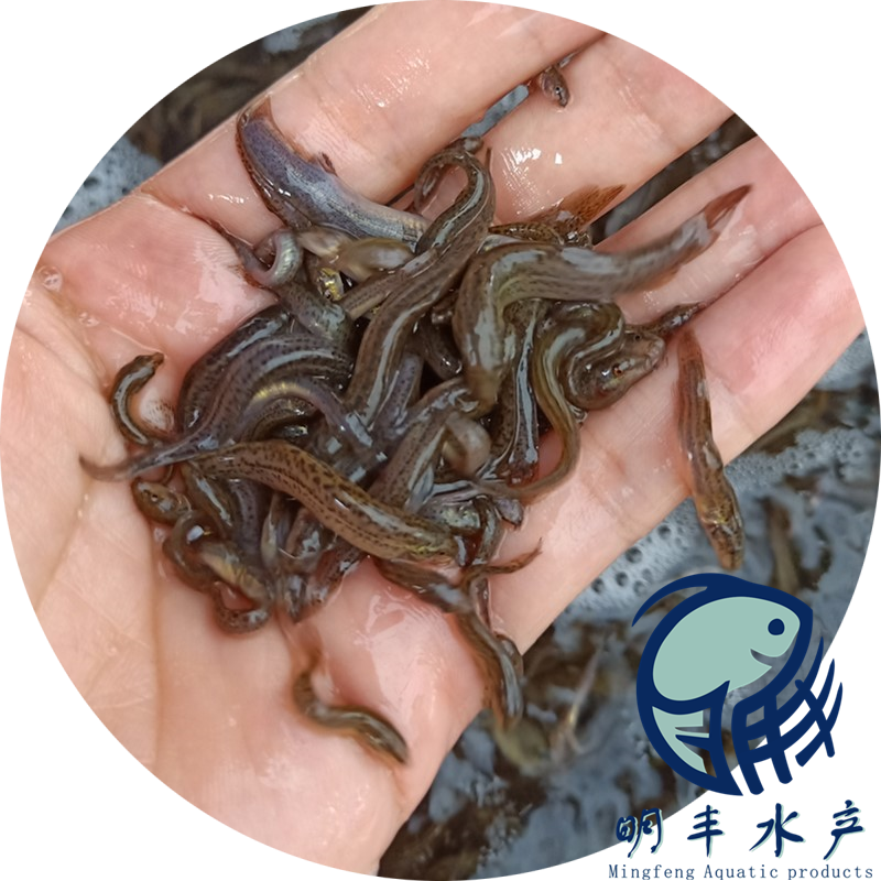 泥鰍苗魚鰍臺(tái)灣鰍批發(fā)行情浙江泥鰍水花批發(fā)價(jià)格